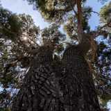...alto ben 24 metri � stato dichiarato albero monumentale nel 2019
